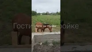 #стройка #анапа #природа #2023 #лошади #смешныеживотные