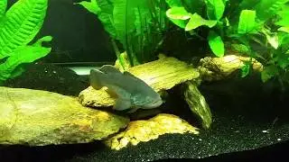 Purple Spotted Gudgeon (Mogurnda mogurnda)