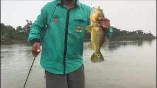Achei um cardume de tucunaré na pescaria um maior que o outro