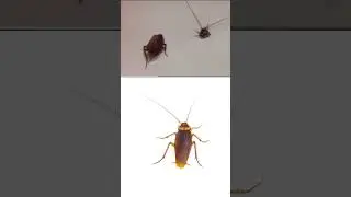 Cockroaches can live without head | How long cockroach can live without head 