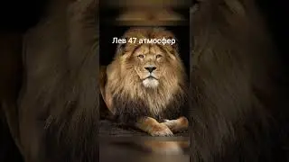 #funny #shorts #кошки