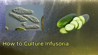 How to Culture Infusoria For Baby Fish Food