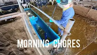 Saturday morning chores on a dairy farm