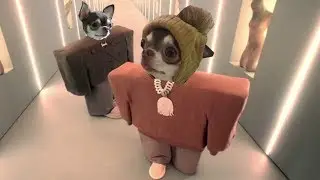 The dog is rapping! The first hit Chihuahua Fondue. (Kanye West & Lil Pump parody)