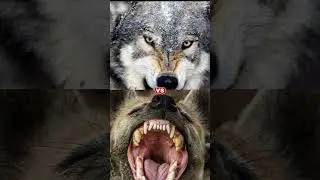 pitbull vs lion, vampire, polar bear, gorilla, hyena, buffalo,,hippo,