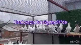 Efsane canlı yayın bu akşam Doğrama günü bugün yayın 21’de