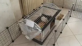 IL MIO NUOVO ANIMALETTO CONIGLIO TESTA DI LEONE