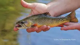 Environment Matters - Small Streams, Big Impacts