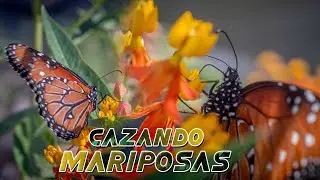 Mariposas en los encuentros Caquil
