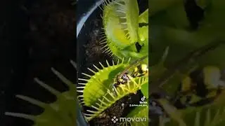 Удачная охота мухоловки.