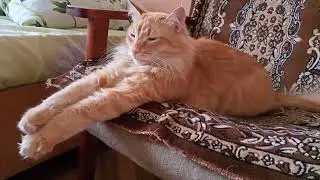 Рыжий Барсик | Завтрак туриста | Длинные лапки | Сладкие сны