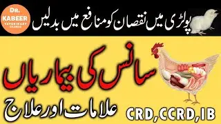 Poultry Respiratory Diseases, Symptoms and Treatment in Pakistan