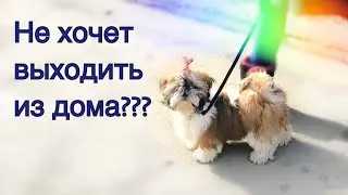 Ши-тцу первая прогулка