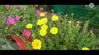 my ten o 'clock plant varieties