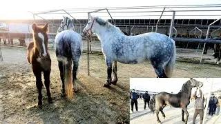SHÔRO OT BOZORI NARXLARI UZBEKISTONI ENG ZÒR OTLARI
