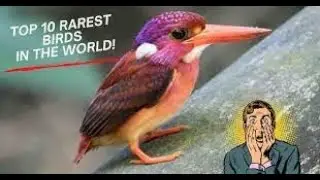 Rare Birds Around the World!