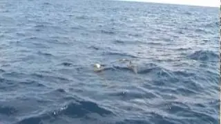 2010 08 27 09 00 06 Dofijnen La Palma, 12 mei 2010, Dolphins La Palma