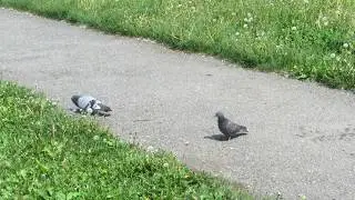 pigeons