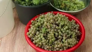 Виноград для белого вина - Сбор и этапы приготовления.