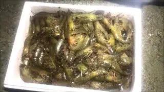 το ψάρεμα της γαρίδας με παιδική απόχη