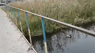 Крякви на річці Борщагівка