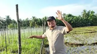 FARM BANSALAN DAVAO DEL SUR MALAKI ANG KITA