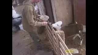 Кормление телят.. Петрович дает жизни))