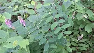 Coddiwomple [long]