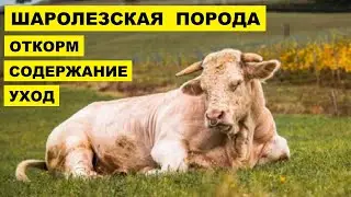 Шаролезская порода коров Откорм, содержание и примерный рацион породы | КРС | Шаролезская корова