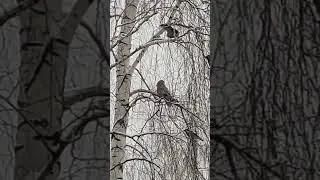 Гусь свинье не товарищ...