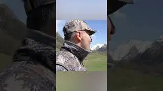 The predator killed the cow 🔞 Wolf or Bear?