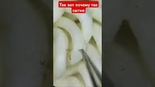 вот бочему такие сытные дошераки