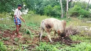 நத்தம் செவலை மாடு வெறித்தனமாக மண்னை வாரி அள்ளி எரியும்  காட்சி ◆ CHANCE MAKERS | Promo1 | Jallikattu