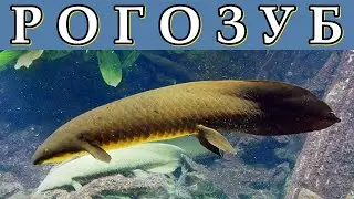 РОГОЗУБ - Долгожитель среди рыб