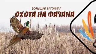 БОЛЬШАЯ ЗАГОННАЯ ОХОТА НА ФАЗАНА