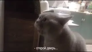 Кот говорит, открой мне!