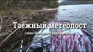 #тайга