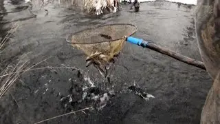 Ключевая форель