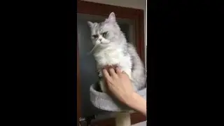 귀신보는 고양이