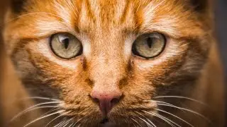 Cat. Biology.  Spoken article. From Wikipedia, the free encyclopedia