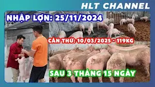 Surprising Results of Pig Farming After 3 Months and 15 Days at HLT Farm