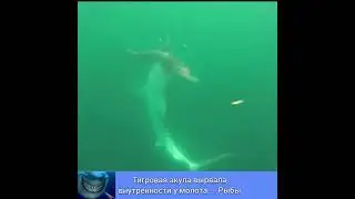 ОГРОМНАЯ АКУЛА  НАПАЛА на РЫБУ - МОЛОТА