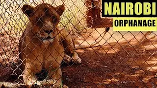 The Nairobi Animal Orphanage