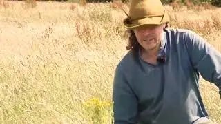 Don't Feed Your Horse THIS Hay! (Deadly Wild Plants)
