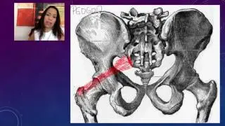 2. Lateral Rotators of the Hip