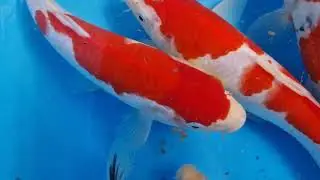 Day 11 - Hand picking koi at the farms in Japan