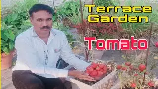 Terrace Garden , Tomato , How to grow tomato