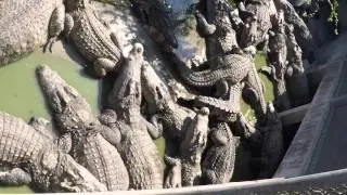 Рыбалка на аллигаторов Паттайя Тай