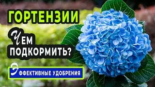 Как и чем ПРАВИЛЬНО подкормить ГОРТЕНЗИЮ? Обзор эффективных удобрений