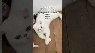 Что выберешь ты?#котики#рекомендации#shorts#тренды